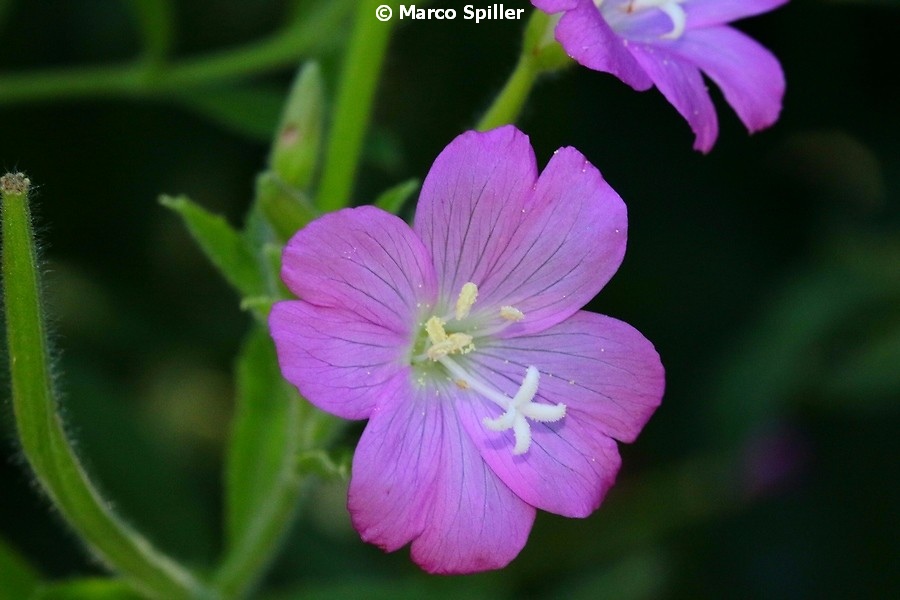 Epilobium hirsutum